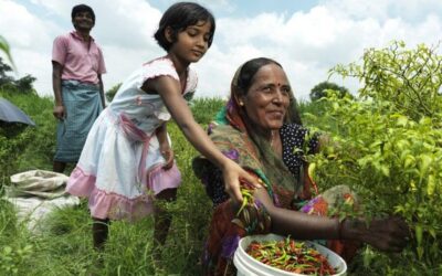 A major international NGO looks to improve its reporting arrangements to the Board